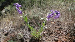 Penstemon secundiflorus