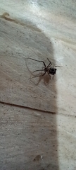 Ero tuberculata