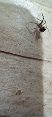 Ero tuberculata