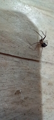 Ero tuberculata