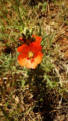 Sphaeralcea coccinea