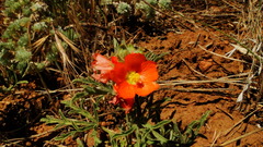 Sphaeralcea coccinea
