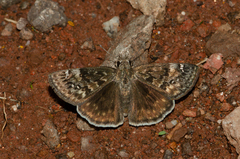 Erynnis afranius