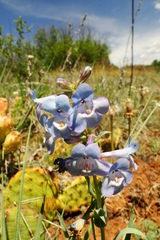 Penstemon angustifolius
