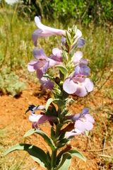 Penstemon angustifolius