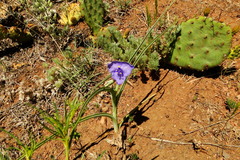 Opuntia polyacantha