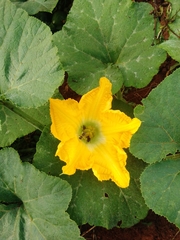 Cucurbita moschata
