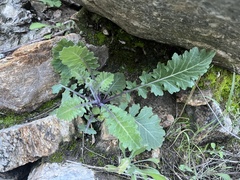 Dryopetalon runcinatum