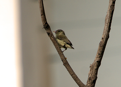 Dicaeum erythrorhynchos