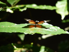 Pseudacraea