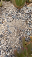 Liolaemus atacamensis