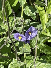 Solanum xanti
