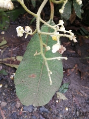 Saurauia