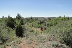 Juniperus monosperma