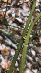 Smilax rotundifolia