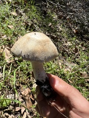Amanita ocreata