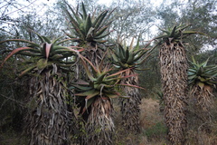 Aloe candelabrum