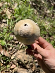 Amanita ocreata