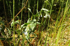 Mertensia lanceolata