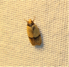 Eulechria hemisphaerica