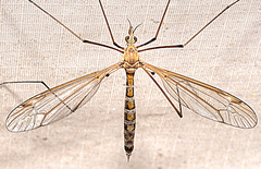 Tipula tephrocephala