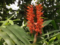 Hedychium coccineum