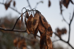 Dalbergia obovata