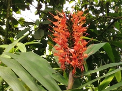 Hedychium coccineum
