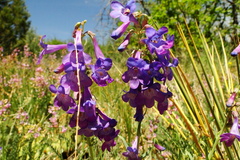 Penstemon secundiflorus