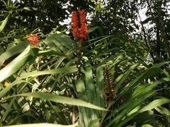Hedychium coccineum