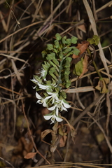 Bonatea cassidea