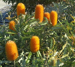 Banksia prionotes