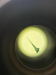 Stentor coeruleus