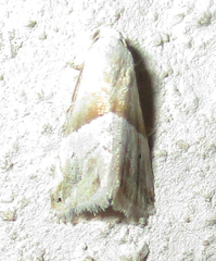 Eublemma