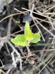 Ageratina havanensis