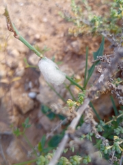 Cyrtophora citricola
