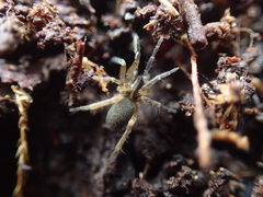 Scotina celans