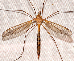 Tipula tephrocephala