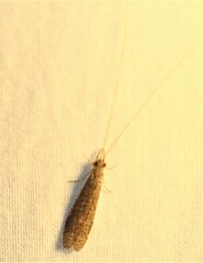 Triplectidinae