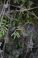 Gleichenia polypodioides