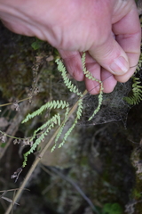 Gleichenia polypodioides