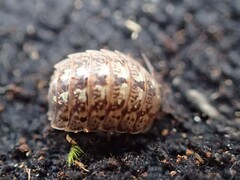 Porcellio monticola