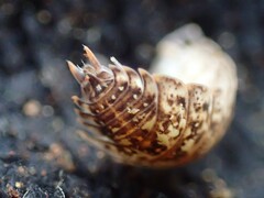 Porcellio monticola