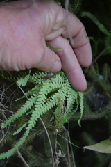 Gleichenia polypodioides