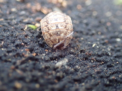 Porcellio monticola