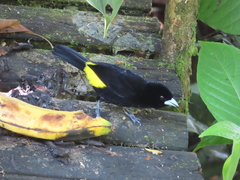 Ramphocelus flammigerus