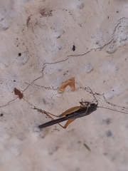 Trigonidium humbertianum