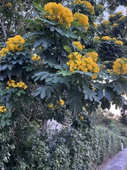Senna racemosa