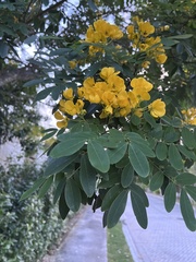 Senna racemosa