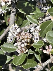 Ceanothus